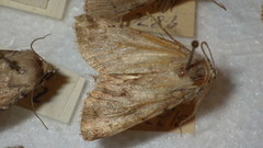 Epipsilia grisescens