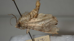 Epipsilia grisescens