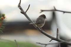 Junco hyemalis