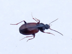 Agonum fuliginosum