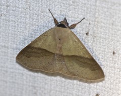 Ophyx ochroptera