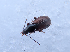 Agonum fuliginosum
