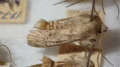 Epipsilia grisescens