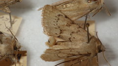 Epipsilia grisescens