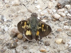 Trapezites phigalioides