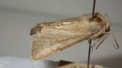 Epipsilia grisescens