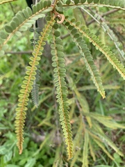 Sophora longicarinata