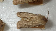 Epipsilia grisescens