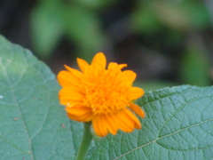 Lasianthaea macrocephala