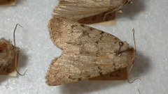 Epipsilia grisescens