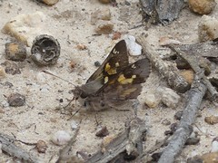 Trapezites phigalioides