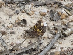 Trapezites phigalioides