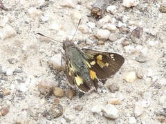 Trapezites phigalioides