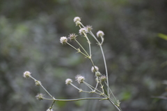 Saniculeae