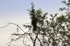 Centropus cupreicaudus