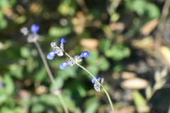 Salvia lasiocephala