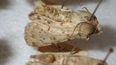 Epipsilia grisescens