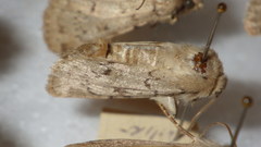 Epipsilia grisescens