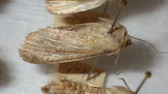 Epipsilia grisescens