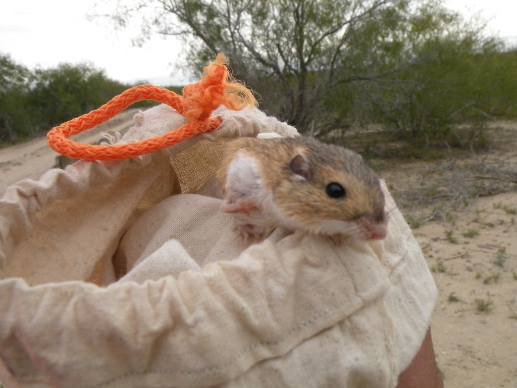 Hispid Pocket Mouse from Reynosa, Tamps., México on January 13, 2013 at ...