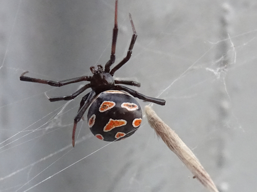 European Black Widow