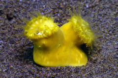 Heteropsammia cochlea