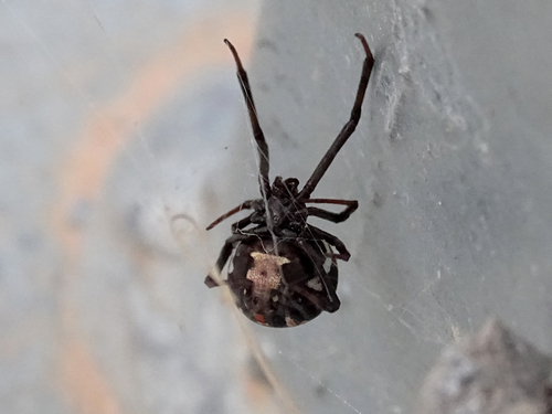 European Black Widow