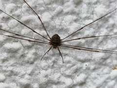 Dicranopalpus ramosus