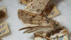 Epipsilia grisescens