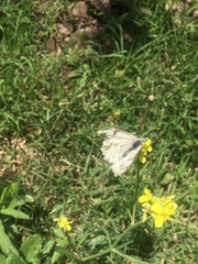 Tatochila mercedis mercedis