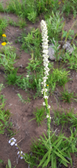 Pterocaulon