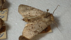 Epipsilia grisescens