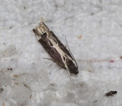 Chaliniastis astrapaea