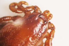 Dermacentor albipictus