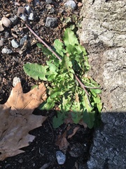 Taraxacum officinale