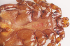 Dermacentor albipictus