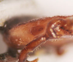 Dermacentor albipictus