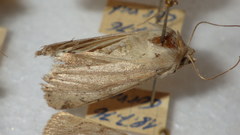 Epipsilia grisescens