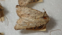 Epipsilia grisescens