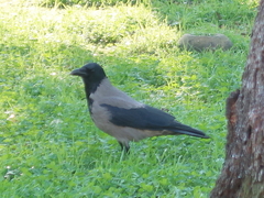 Corvus cornix