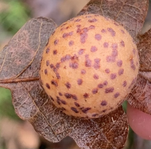 Speckled Gall Wasp