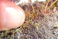 Isolepis basilaris