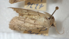 Epipsilia grisescens