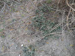 Coryphantha macromeris runyonii