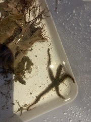 Ophiactoidea