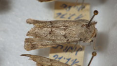 Epipsilia grisescens