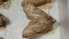 Epipsilia grisescens