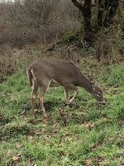 Odocoileus virginianus leucurus