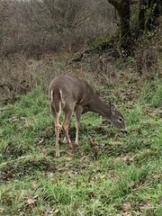 Odocoileus virginianus leucurus