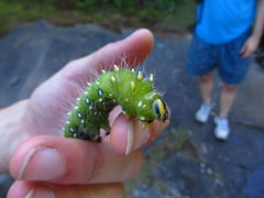 Eacles imperialis pini